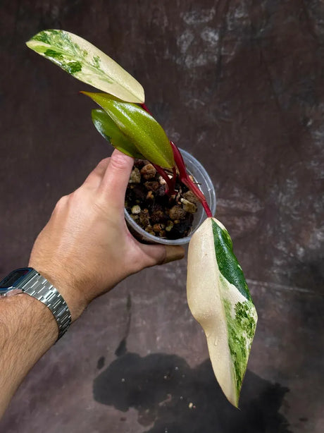 Variegated Philodendron Strawberry Shake Live Plant - Rare Collector Plant - Gift Indoor Philodendron Pink - Exact Same Plant - US Seller