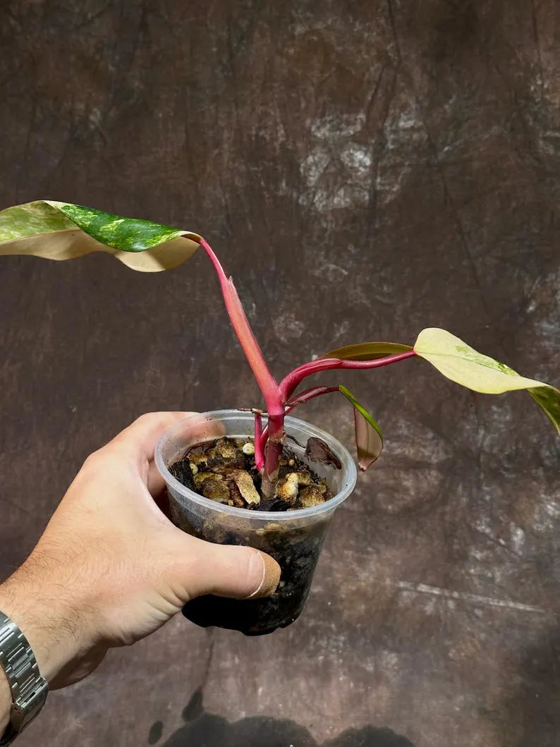 Variegated Philodendron Strawberry Shake Live Plant - Rare Collector Plant - Gift Indoor Philodendron Pink - Exact Same Plant - US Seller