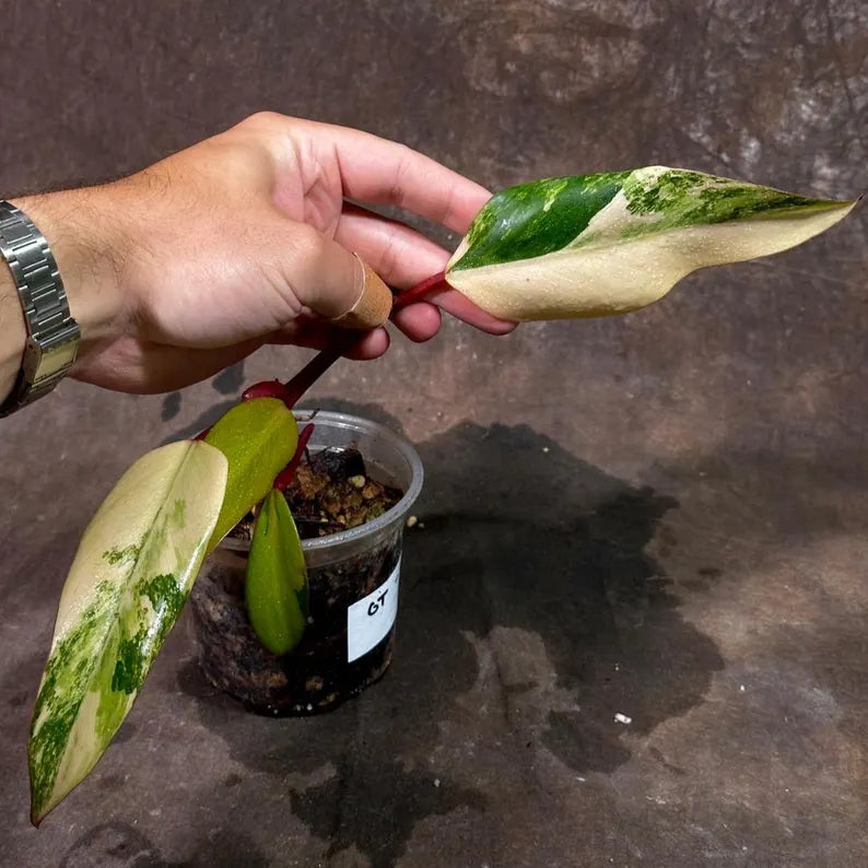 Variegated Philodendron Strawberry Shake Live Plant - Rare Collector Plant - Gift Indoor Philodendron Pink - Exact Same Plant - US Seller