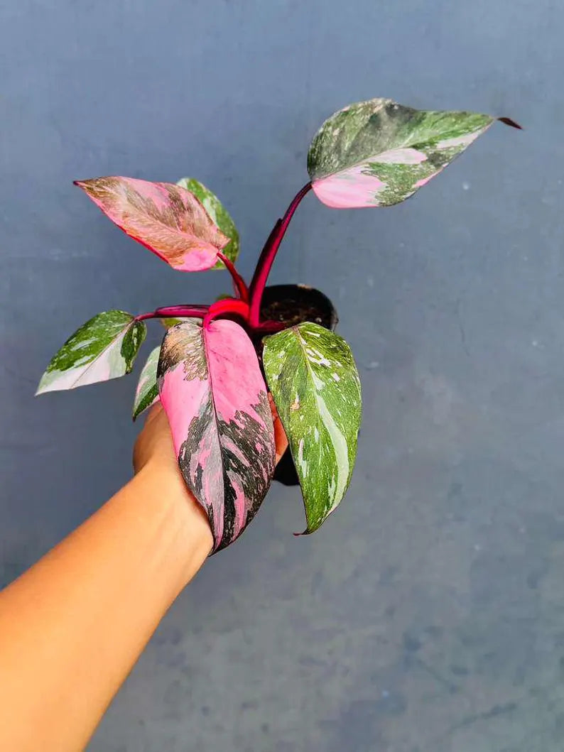Philodendron Pink Princess in 4" Grow Pot - Variegated Live Pink Princess Marble - Rare Collector Plant - Beginners Plant- Non-Exact
