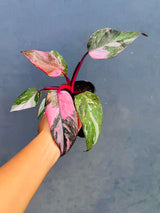 Philodendron Pink Princess in 4" Grow Pot - Variegated Live Pink Princess Marble - Rare Collector Plant - Beginners Plant- Non-Exact