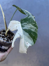 Variegated Monstera Albo Plant - Rare Indoor White Monstera Albo Borsigiana Plant - Albo Monstera - US Seller - Rare Houseplant -EXACT Plant
