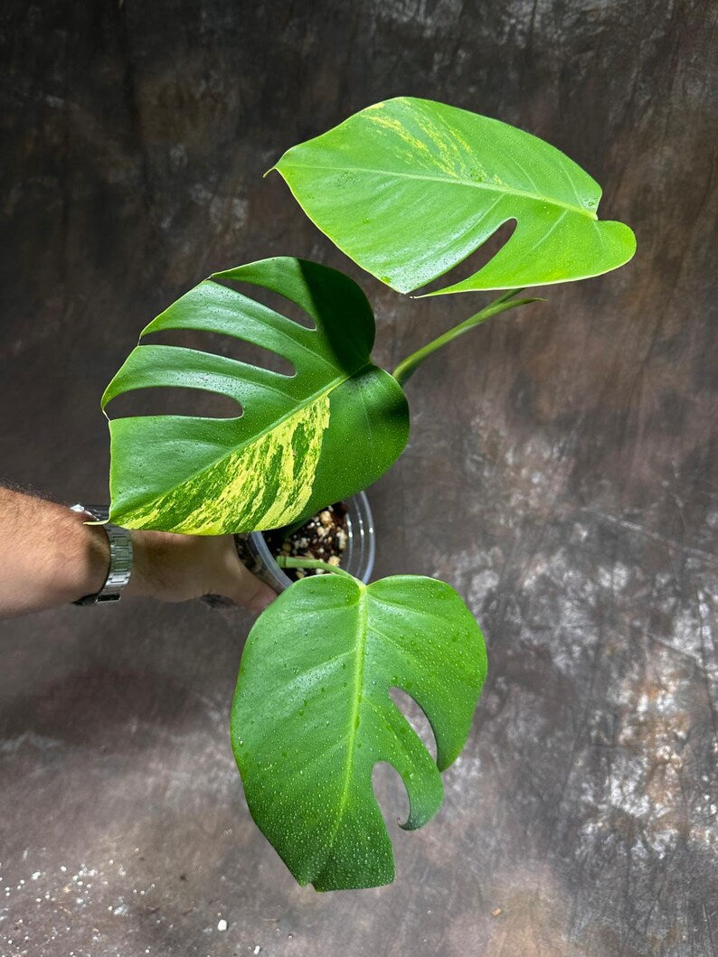 Monstera Aurea Variegated Borsigiana in a Nursery Pot - Monstera Aurea Top Cut Potted Plant - Monstera Marmota - Same Plant - US Seller