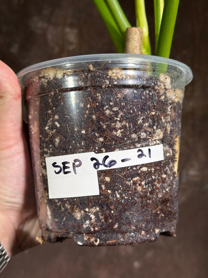 Philodendron Golden Dragon Variegated Established Plant in a Nursery Pot- Collector Rare Indoor Plants - Live Plant - SAME plant - US Seller