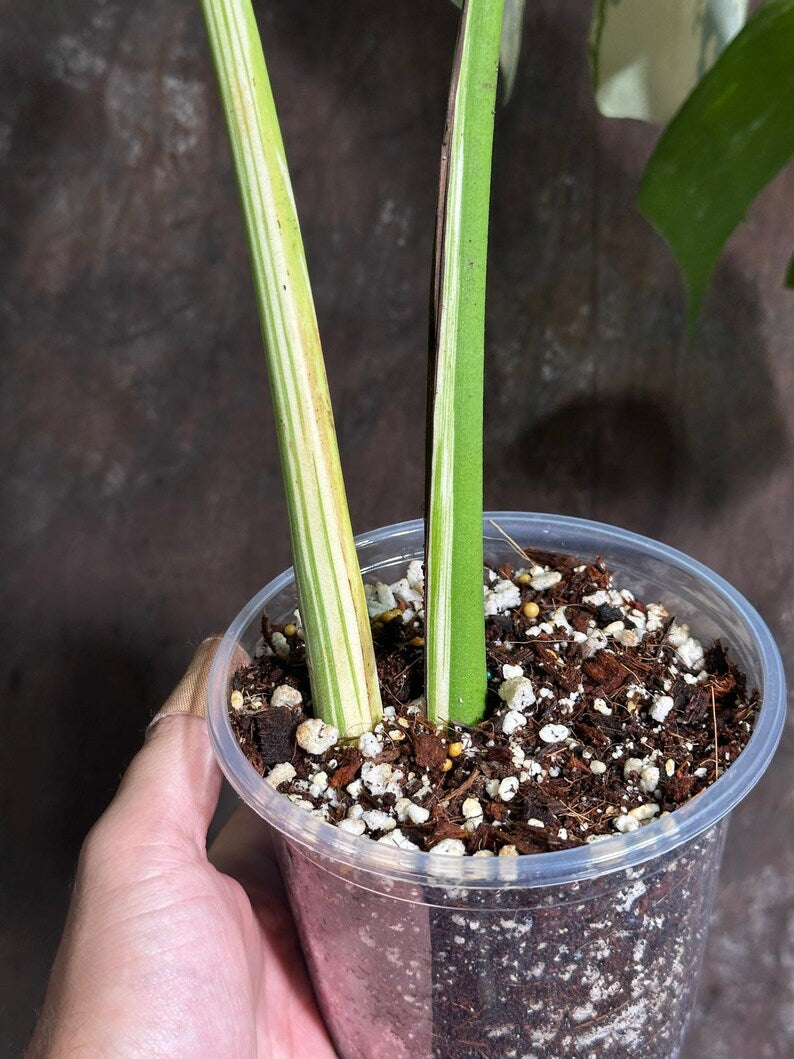 Variegated Monstera Albo Plant - Rare Indoor White Monstera Albo Borsigiana Plant - Half-Moon Leaf Plant - Rare Houseplant - EXACT Plant