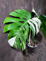 Variegated Monstera Albo Plant - Rare Indoor White Monstera Albo Borsigiana Plant - Half-Moon Leaf Plant - Rare Houseplant - EXACT Plant