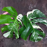 Variegated Monstera Albo Plant - Rare Indoor White Monstera Albo Borsigiana Plant - Half-Moon Leaf Plant - Rare Houseplant - EXACT Plant