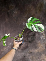 Variegated Monstera Albo Plant - Rare Indoor Plant - White Monstera Borsigiana Albo - Home Decor - Albo Monstera - EXACT Plant- US Seller