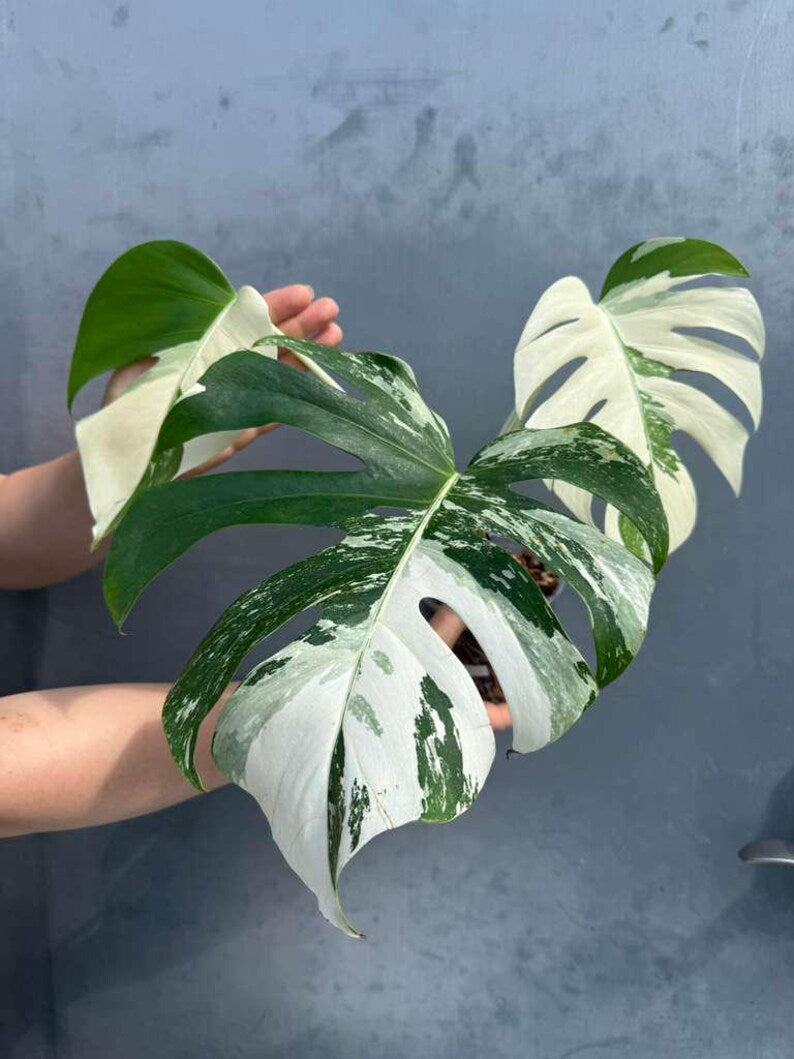 Variegated Monstera Albo 3 Leaf Potted Plant - Rare Indoor White Monstera Albo Borsigiana Live Plant - Non-Exact Plant - US Seller