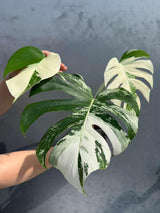 Variegated Monstera Albo 3 Leaf Potted Plant - Rare Indoor White Monstera Albo Borsigiana Live Plant - Non-Exact Plant - US Seller