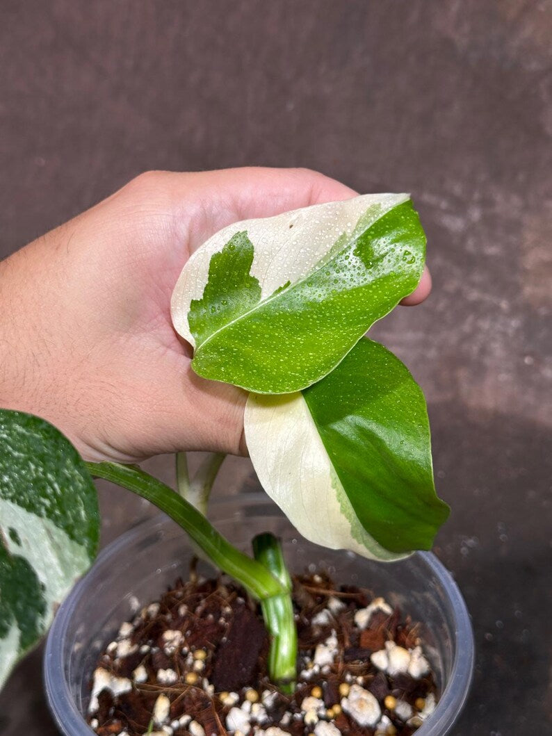 Variegated Monstera Albo Plant - Rare Indoor White Monstera Albo Borsigiana Plant - Baby Leaf Plant - Indoor Plant - EXACT Plant - US Seller