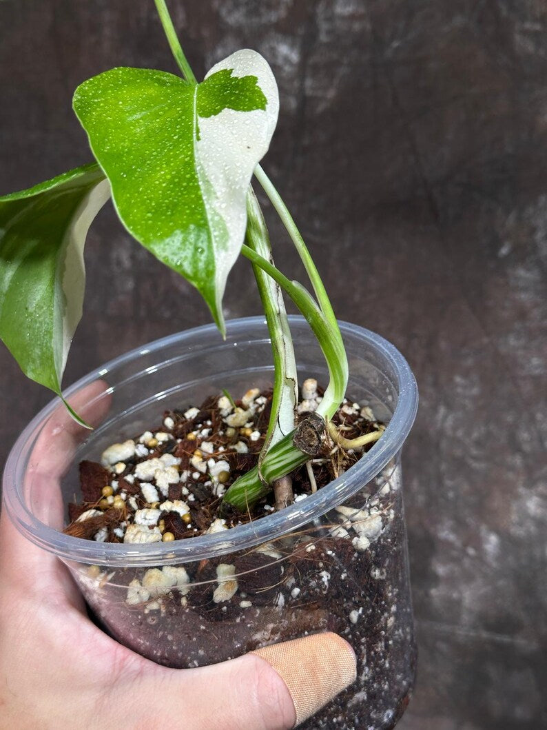 Variegated Monstera Albo Plant - Rare Indoor White Monstera Albo Borsigiana Plant - Baby Leaf Plant - Indoor Plant - EXACT Plant - US Seller