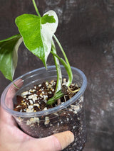 Variegated Monstera Albo Plant - Rare Indoor White Monstera Albo Borsigiana Plant - Baby Leaf Plant - Indoor Plant - EXACT Plant - US Seller