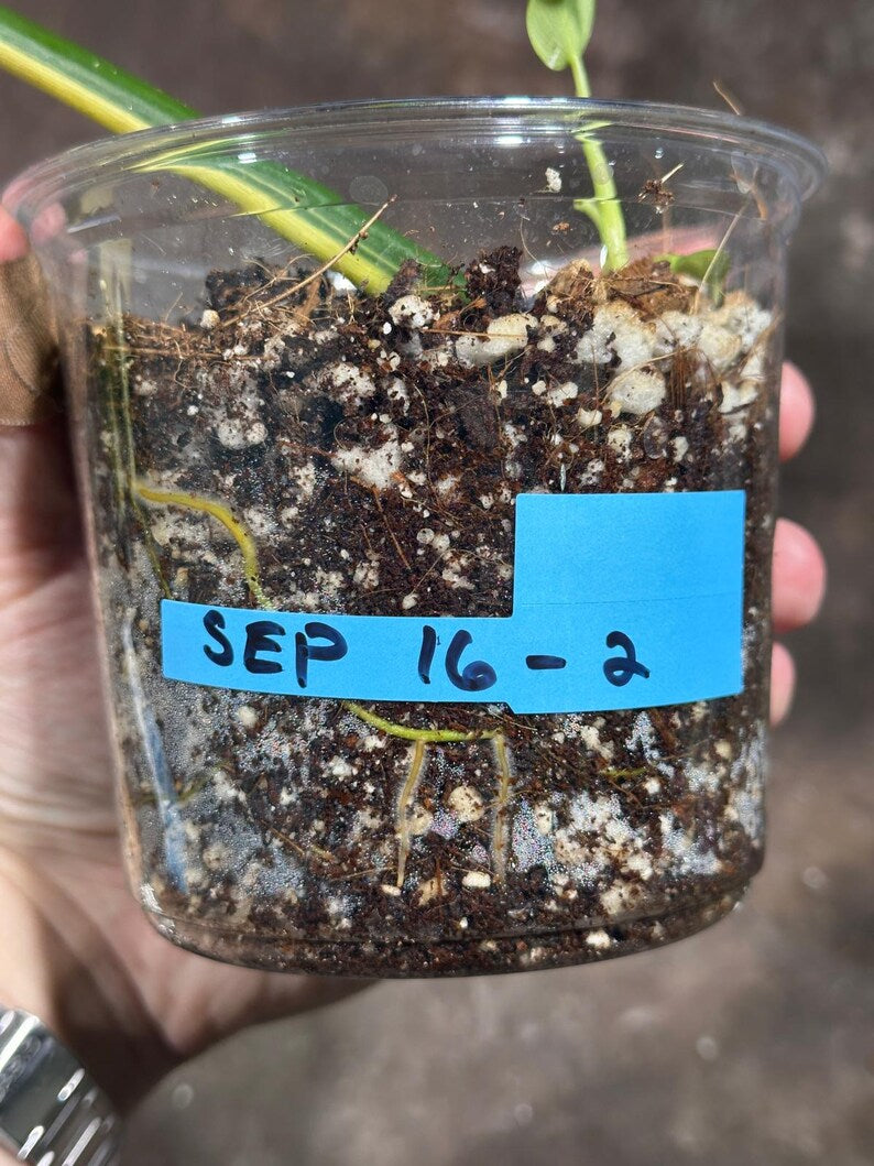 Variegated Philodendron Bipennifolium in a Nursery Pot - Bipennifolium Half-Moon Leaf Potted Plant - Exact SAME Live Plant - US Seller