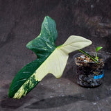 Variegated Philodendron Bipennifolium in a Nursery Pot - Bipennifolium Half-Moon Leaf Potted Plant - Exact SAME Live Plant - US Seller