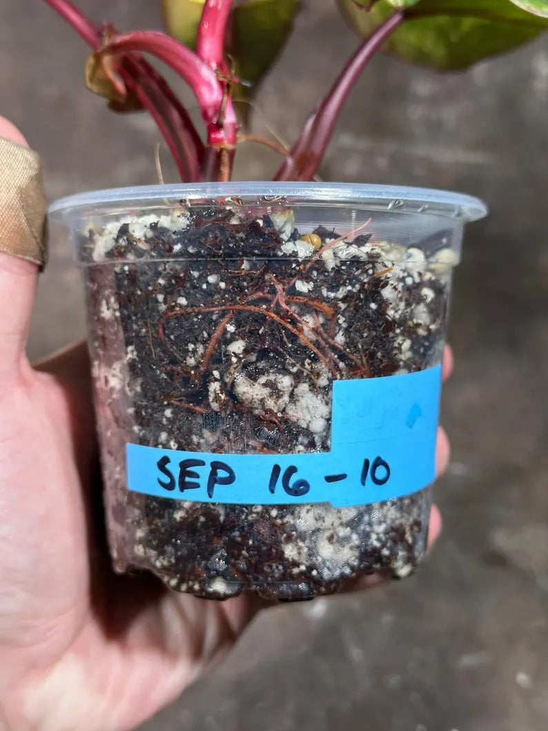 Variegated Philodendron Strawberry Shake Exact Live Plant - Rare Collector Plant - Gift Indoor Bright Pink - Exotic Plants - US Seller