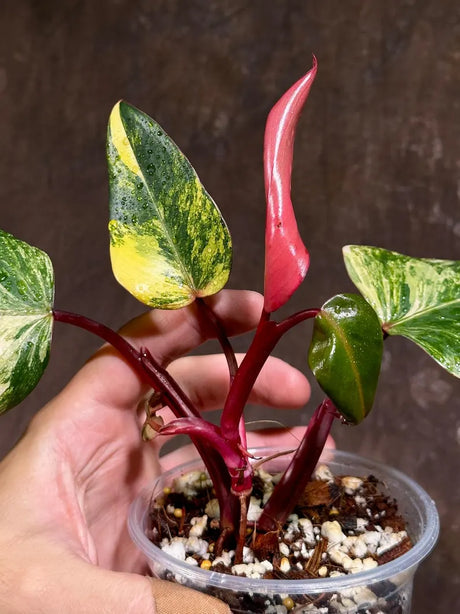 Variegated Philodendron Strawberry Shake Exact Live Plant - Rare Collector Plant - Gift Indoor Bright Pink - Exotic Plants - US Seller