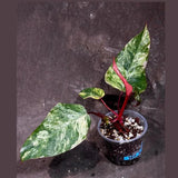 Variegated Philodendron Strawberry Shake Exact Live Plant - Rare Collector Plant - Gift Indoor Bright Pink - Exotic Plants - US Seller