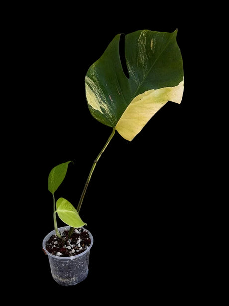 Monstera Aurea Variegated Borsigiana in a Nursery Pot