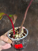 Variegated Philodendron Strawberry Shake Exact Live Plant - Rare Collector Plant - Gift Indoor Bright Pink - Exotic Plants - US Seller