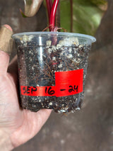 Variegated Philodendron Strawberry Shake Exact Live Plant - Rare Collector Plant - Gift Indoor Bright Pink - Exotic Plants - US Seller