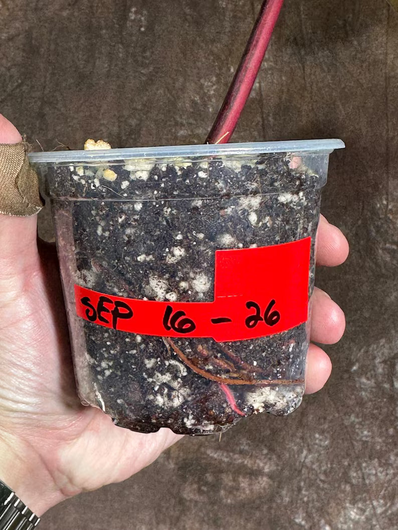 Variegated Philodendron Strawberry Shake Exact Live Plant - Rare Collector Plant - Gift Indoor Bright Pink - Exotic Plants - US Seller