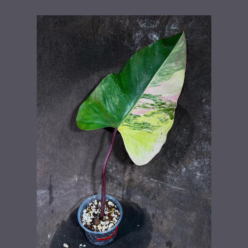 Variegated Philodendron Strawberry Shake Exact Live Plant - Rare Collector Plant - Gift Indoor Bright Pink - Exotic Plants - US Seller