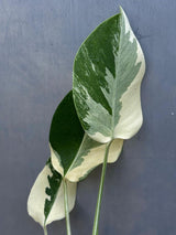 Variegated Monstera Albo Plant - Rare Indoor White Monstera Albo Borsigiana Plant - Baby Leaf Plant - Indoor Plant - EXACT Plant - US Seller