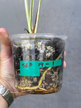 Variegated Monstera Albo Plant - Rare Indoor White Monstera Albo Borsigiana Plant - Baby Leaf Plant - Indoor Plant - EXACT Plant - US Seller