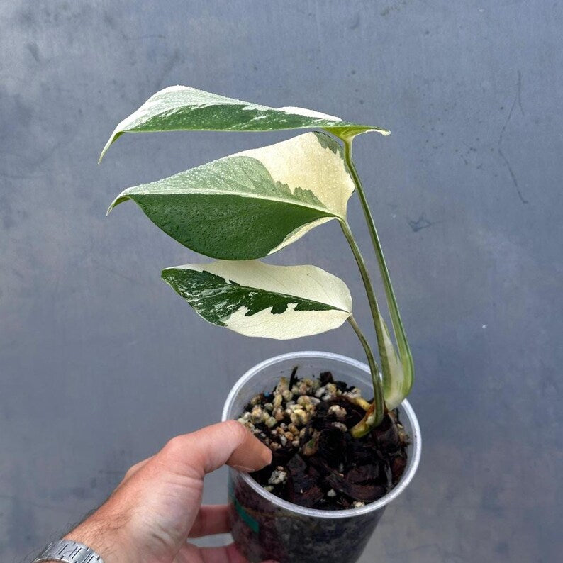 Variegated Monstera Albo Plant - Rare Indoor White Monstera Albo Borsigiana Plant - Baby Leaf Plant - Indoor Plant - EXACT Plant - US Seller