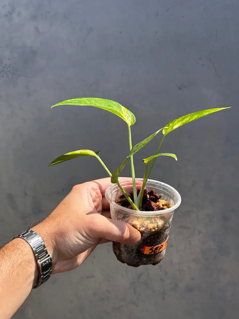 Epipremnum Yellow Flame Rare Exact Plant - Golden Flame Pinnatum Variegated - Very Rare Collector Plant - US Seller - GIFT Plant