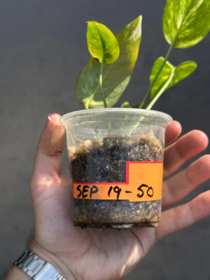 Epipremnum Yellow Flame Rare Exact Plant - Golden Flame Pinnatum Variegated - Very Rare Collector Plant - US Seller - GIFT Plant