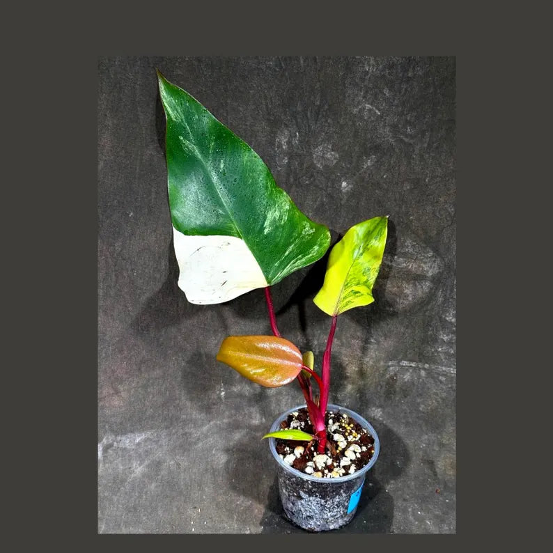 Variegated Philodendron Strawberry Shake Exact Live Plant - Rare Collector Plant - Gift Indoor Bright Pink - Exotic Plants - US Seller
