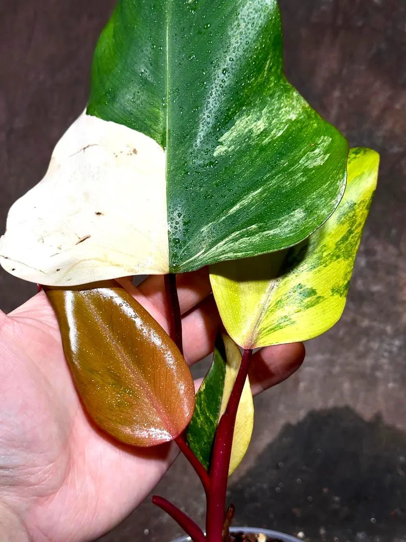 Variegated Philodendron Strawberry Shake Exact Live Plant - Rare Collector Plant - Gift Indoor Bright Pink - Exotic Plants - US Seller