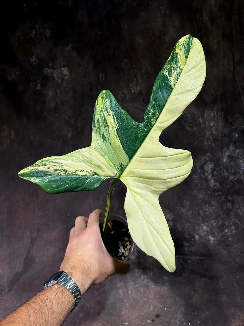 Variegated Philodendron Bipennifolium in a Nursery Pot - Bipennifolium Single Leaf Potted Plant - Exact SAME Live Plant - US Seller