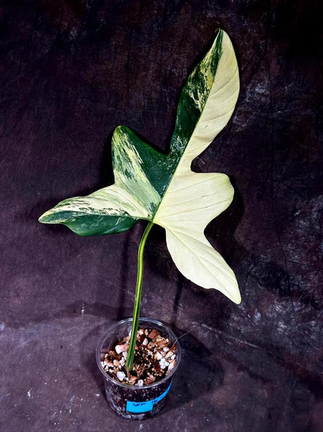 Variegated Philodendron Bipennifolium in a Nursery Pot - Bipennifolium Single Leaf Potted Plant - Exact SAME Live Plant - US Seller