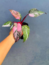 Philodendron Pink Princess in 4" Grow Pot - Variegated Live Pink Princess Marble - Rare Collector Plant - Beginners Plant- Non-Exact