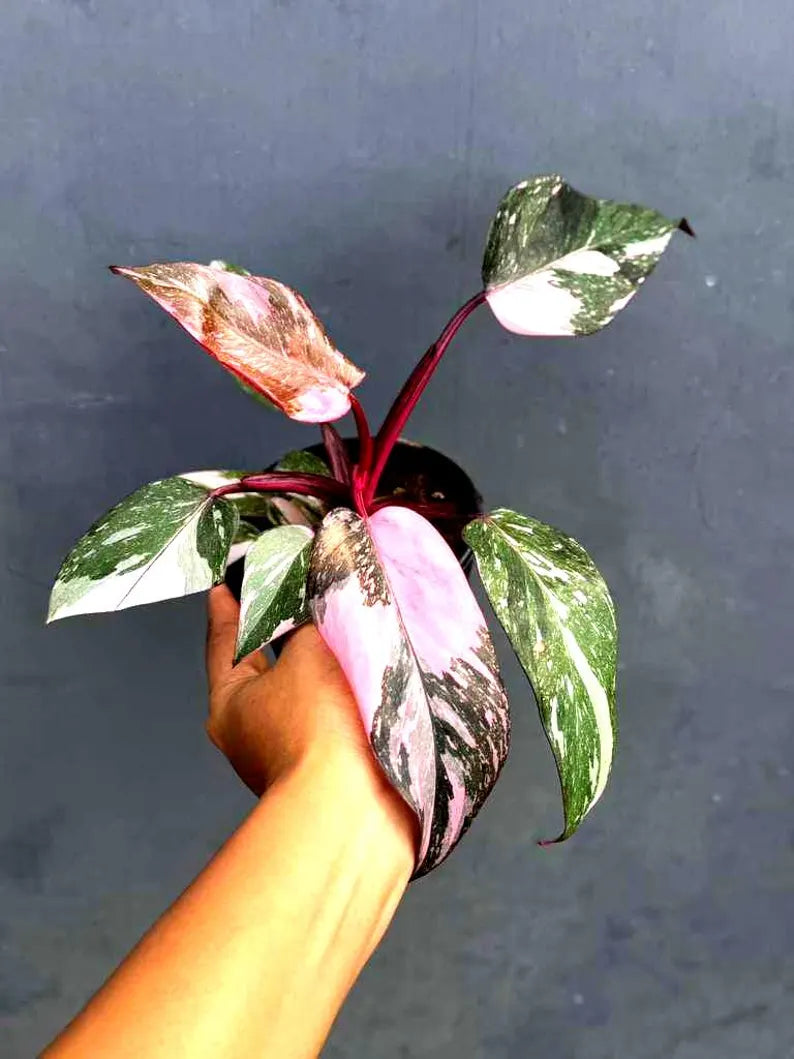 Philodendron Pink Princess in 4" Grow Pot - Variegated Live Pink Princess Marble - Rare Collector Plant - Beginners Plant- Non-Exact