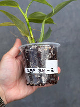 Philodendron Silver Sword Variegated Plant - Indoor Live Houseplant - Variegated Silver Sword - Extremely Rare Collector Plant - US Seller