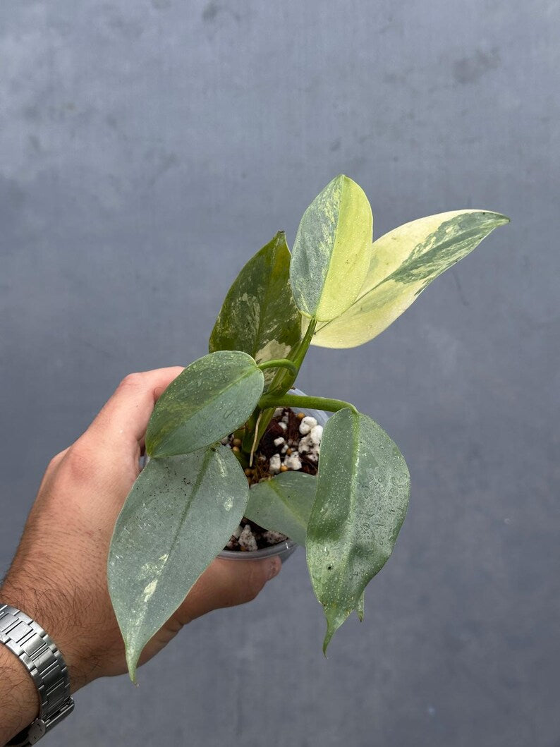 Philodendron Silver Sword Variegated Plant - Indoor Live Houseplant - Variegated Silver Sword - Extremely Rare Collector Plant - US Seller