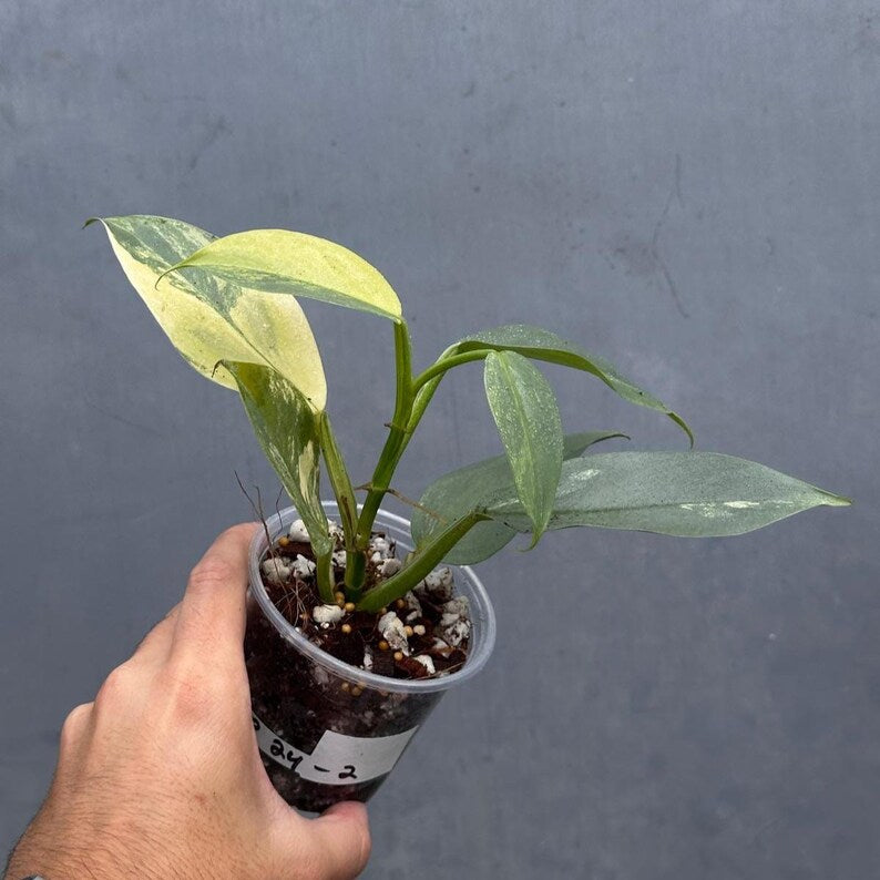 Philodendron Silver Sword Variegated Plant - Indoor Live Houseplant - Variegated Silver Sword - Extremely Rare Collector Plant - US Seller