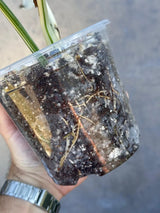 Variegated Monstera Albo Plant - Rare Indoor White Monstera Albo Borsigiana Plant - Albo Monstera - US Seller - Rare Houseplant -EXACT Plant