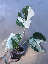 Variegated Monstera Albo Plant - Rare Indoor White Monstera Albo Borsigiana Plant - Albo Monstera - US Seller - Rare Houseplant -EXACT Plant