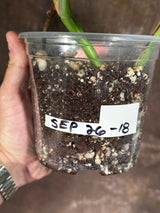 Monstera Aurea Variegated Borsigiana in a Nursery Pot - Monstera Aurea Top Cut Potted Plant - Monstera Marmota - Same Plant - US Seller