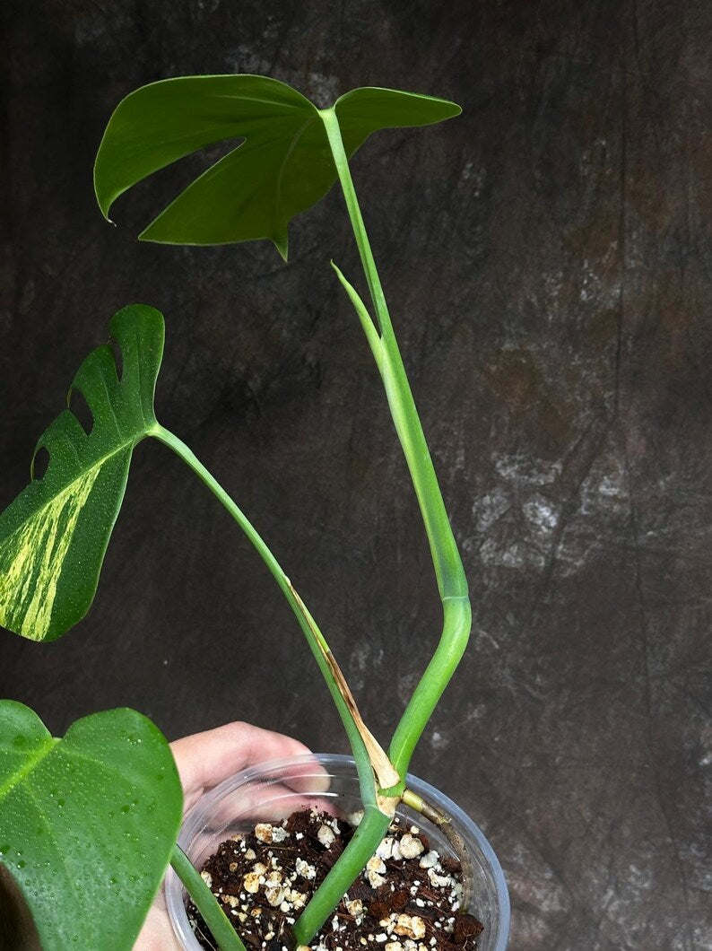Monstera Aurea Variegated Borsigiana in a Nursery Pot - Monstera Aurea Top Cut Potted Plant - Monstera Marmota - Same Plant - US Seller