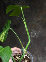Monstera Aurea Variegated Borsigiana in a Nursery Pot - Monstera Aurea Top Cut Potted Plant - Monstera Marmota - Same Plant - US Seller