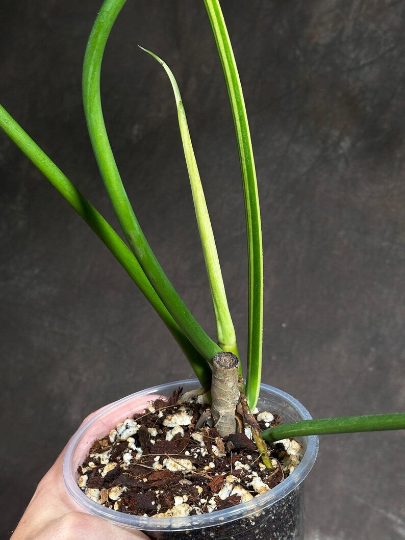 Philodendron Golden Dragon Variegated Established Plant in a Nursery Pot- Collector Rare Indoor Plants - Live Plant - SAME plant - US Seller