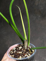 Philodendron Golden Dragon Variegated Established Plant in a Nursery Pot- Collector Rare Indoor Plants - Live Plant - SAME plant - US Seller