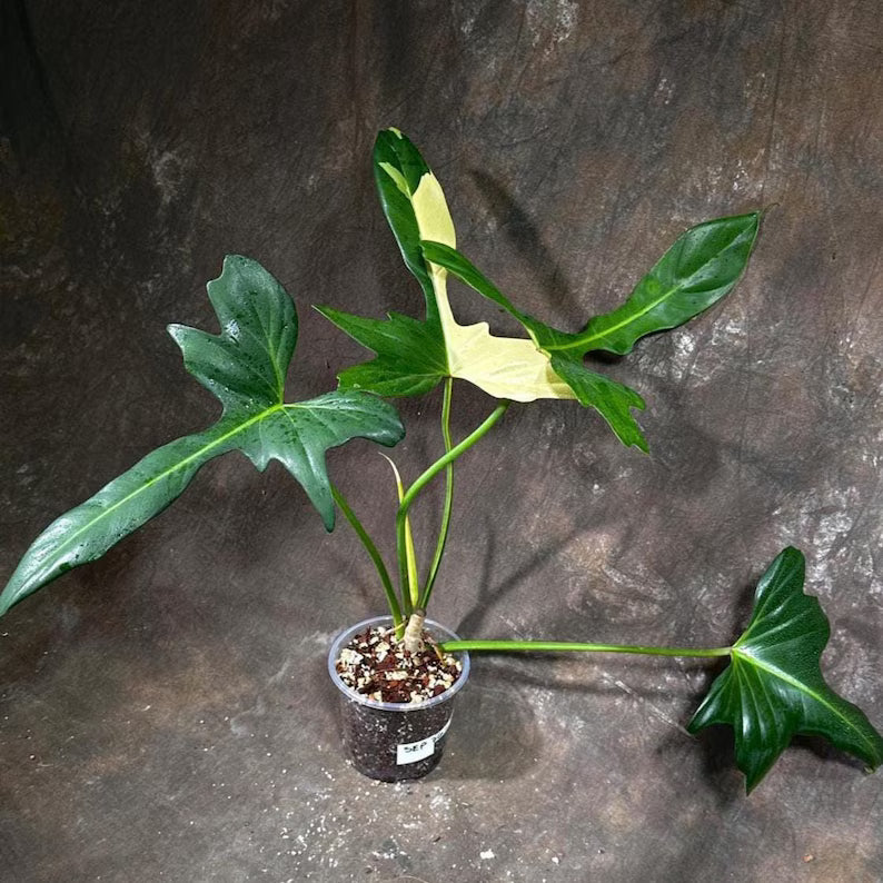 Philodendron Golden Dragon Variegated Established Plant in a Nursery Pot- Collector Rare Indoor Plants - Live Plant - SAME plant - US Seller