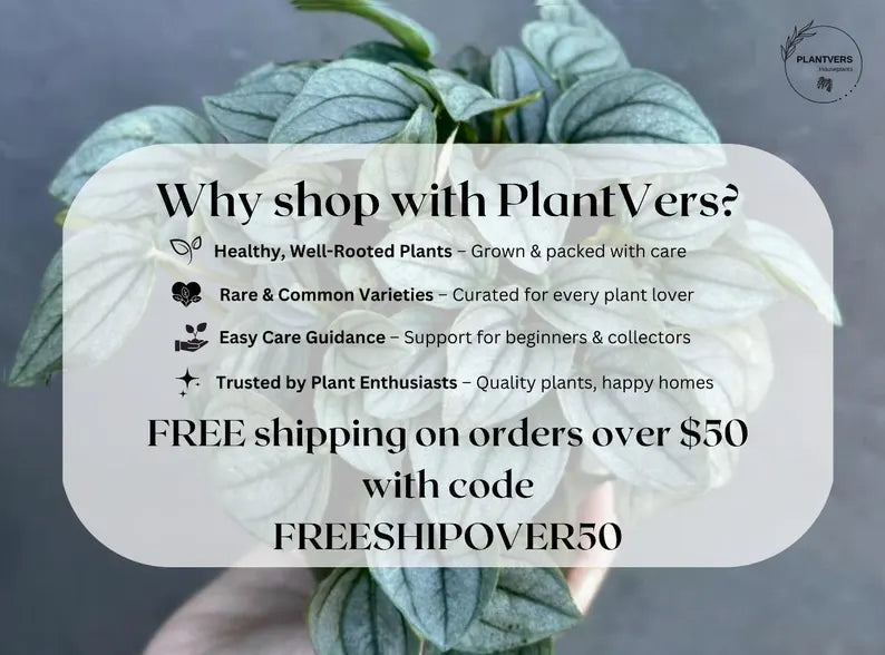 Monstera Aurea Variegated Borsigiana in a Nursery Pot - Monstera Aurea Top Cut Potted Plant - Monstera Marmota - Same Plant - US Seller